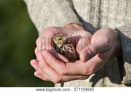 a rescued little bird in the hands of a caring person