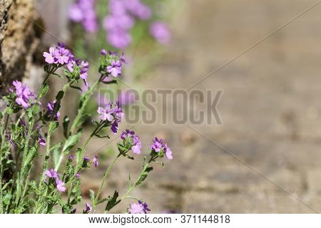 Small Purple Erinus Alpinus Flowers Near Stone Wall. Floral Background.