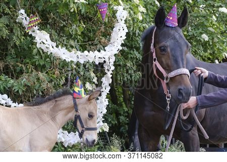 A Brown Mare And A Yellow Foal With Hats And Guirlandes In The Trees. Background For Greeting Card, 