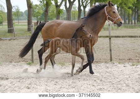 Little Brown Foal, Trosts Next To The Mother, One Week Old, During The Day With A Countryside Landsc