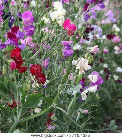 Sweet Pea Flowers In Full Bloom In The Summer Months