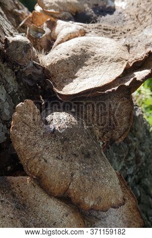 Polyporus Squamosus Mushrooms Growing On A Tree