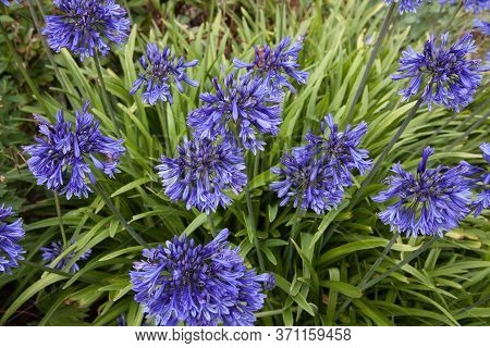 The Purple Blue Flowers Of The Aganpanthus Orientalis Plant Growing In A Summer Garden