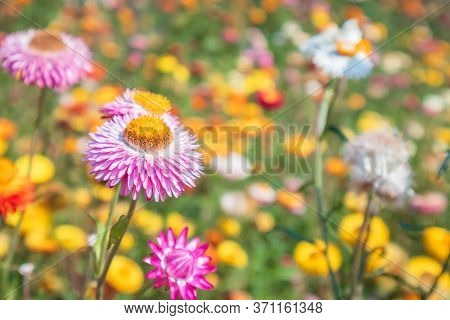 Bloomimg Straw Flower, Helichrysam Or Everlasting In The Garden With Blur Background Near Phu Hin Ro