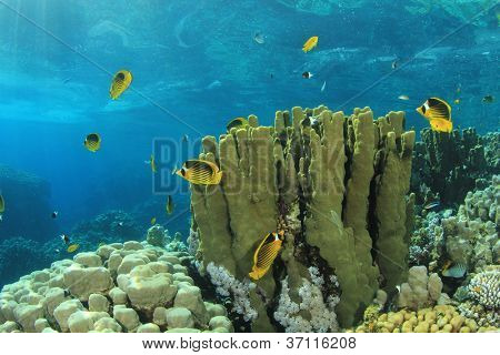 Schule des Roten Meeres Waschbär Butterflyfish auf einem Korallenriff im Roten Meer, Ägypten