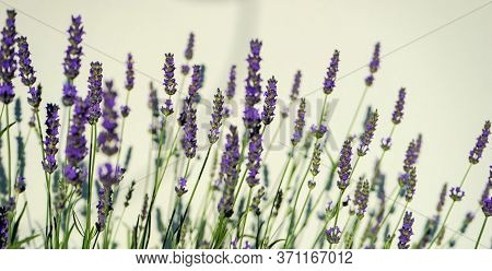 Flowering Lavandula Plant In A Summer Garden