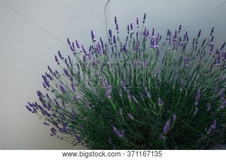 Flowering Lavandula Plant In A Summer Garden