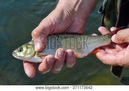 river fish roach in the hands of a lucky fisherman