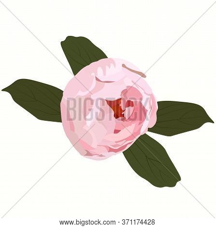 Vector Botanical Stock Illustration Of The Ranunculus Flower. Delicate Pink Bud With Isolated Leaves