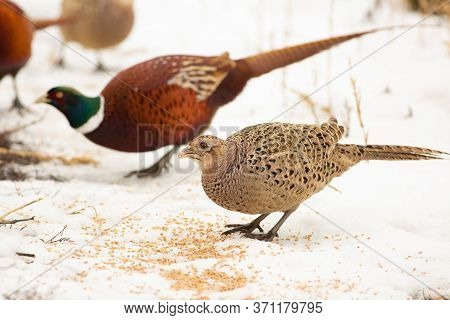 Common Pheasant, Phasianus Colchicus. On A Frosty Winter Morning, A Bird Stands In The Snow And Eats