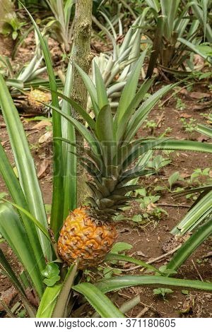 Young Pineapple Ripens In Tropical Jungle On Bali Island. Pineapple Comosus Ripens And Acquires Oran