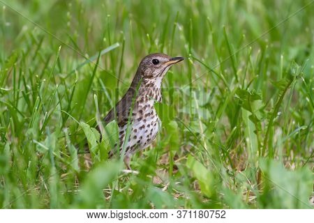 Song Thrush, Turdus Philomelos. Bird Walks Through The Grass Looking For Worms.