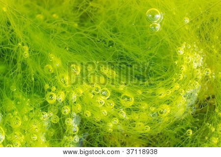 macro di alga ulva con tante bollicine
