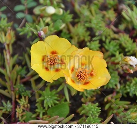 Colorful Portulak Flowers Bloom In Summer Garden