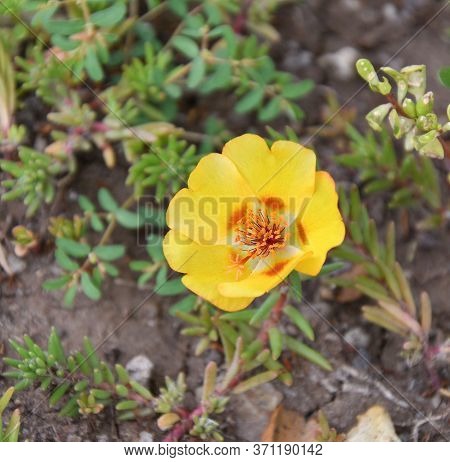 Colorful Portulak Flowers Bloom In Summer Garden