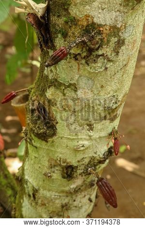 Ripe Cacao Fruit. Brown Cocoa Pods Grow On The Tree. The Cocoa Tree Theobroma Cacao With Fruits. Clo