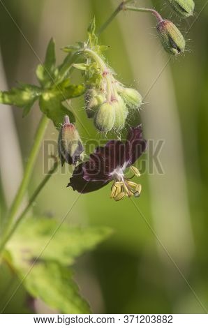 Garden Geranium (geranium Phaeum) Flowers, Macro Shot