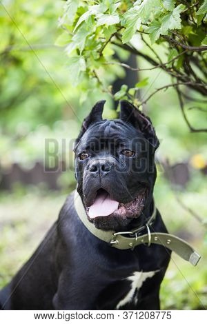 Portrait Of A Black Dog Of The Cane-corso Breed Against A Background Of Green Bushes