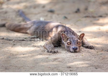 Endemic Madagascar Fossa On The Ground. High Quality Photo