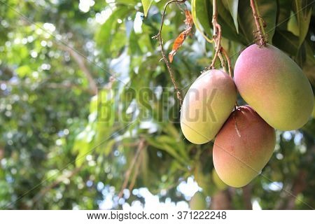 Salvador, Bahia / Brazil - November 20, 2017: Tommy Mango Plantation In The City Of Salvador.