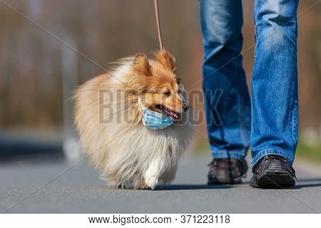 To Go For A Walk With A Shetland Shepdog With A Mask