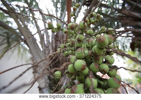 Conde, Bahia / Brazil - March 10, 2018: Licuri Cluster Is Seen In The City Of Conde.