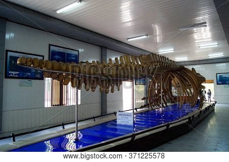 Nha Trang, Vietnam - March 29, 2016: Whale Skeleton At The Museum Of Oceanology