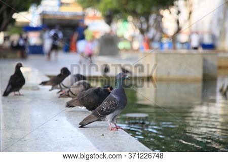 Salvador, Bahia / Brazil - Pigeons Are Seen In A Decorative Fountain At Praca Da Se In The City Of S