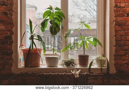 Potted Plants Stand On The Windowsill In The Morning In The Loft. Simple Gardening In The Apartment