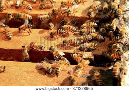 Eunapolis, Bahia / Brazil - May 11, 2009: Bees Are Seen In A Beehive In The City Of Eunapolis.