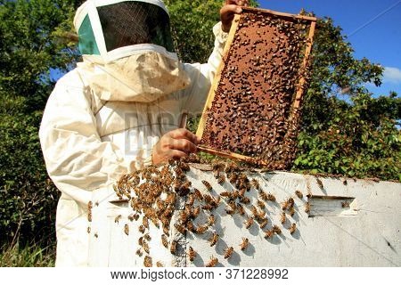 Eunapolis, Bahia / Brazil - May 11, 2009: Beekeeper Is Seen Next To The Bee Hive In The City Of Euna