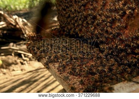 Eunapolis, Bahia / Brazil - May 11, 2009: Bees Are Seen In A Beehive In The City Of Eunapolis