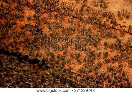 Eunapolis, Bahia / Brazil - May 11, 2009: Bees Are Seen In A Beehive In The City Of Eunapolis.
