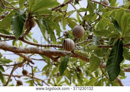 Conde, Bahia / Brazil - June 8, 2009: Genipapo Fruit Is Used In The Manufacture Of Juices, Ice Cream