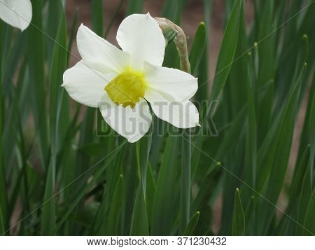 Flower On White Background Isolated And Daffodil