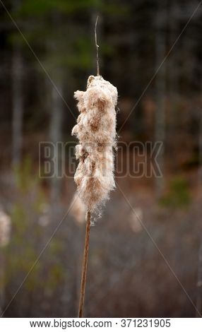 Springtime With A Very Fluffy Common Cattail In A Marsh.
