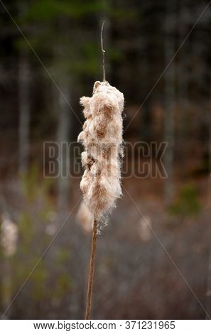 Fluffy Bulrushes Growing In A Wetland Marsh.