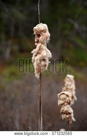 Spring Wetland Marsh With Fluffy Common Cattails.