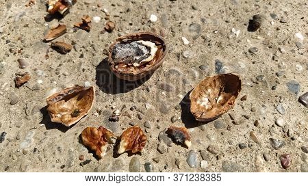 The Broken Walnut Turned Out To Be Rotten Inside. Shell Fragments Of Nuts. Moldy Half Of A Nut. The 