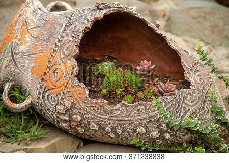 Old Wine Clay Pitcher With Soil And Succulents Planted In It