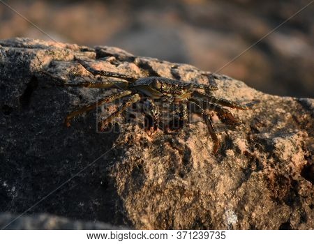 Close Up Look At A  Live Crab On A Rock In Aruba.