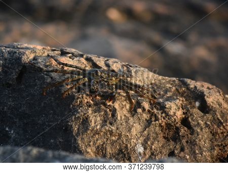 Amazing Look At A Soft-shelled Crab In Aruba.