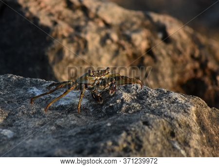 Direct Look At A Soft-shelled Crab On A Rock.