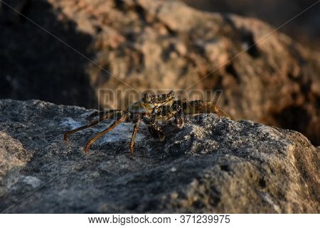 Crawling Crab On A Lava Rock In Aruba.