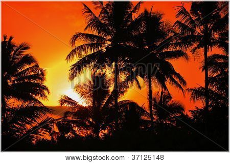 Sunset a palem