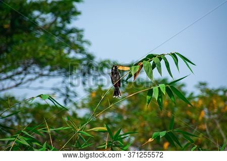The Red-vented Bulbul Is A Member Of The Bulbul Family Of Passerines.this Photo Has A Great Backgrou