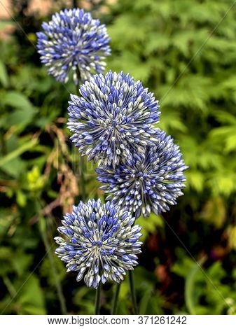 Blooming Blue Decorative Onion Plant With The Latin Name Allium Caeruleum On A Blurred Natural Backg