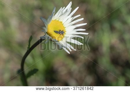 Larva Of Asian Ladybug Or Harmonia Axyridis On A Daisy