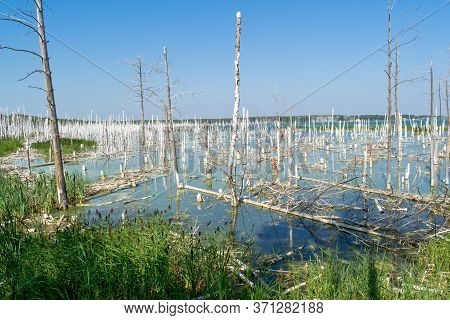 flooded dead birch forest and blue sky