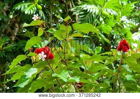 A Beautiful Colourful Red Tropical Flower Lipsticktree (bixa Orellana)